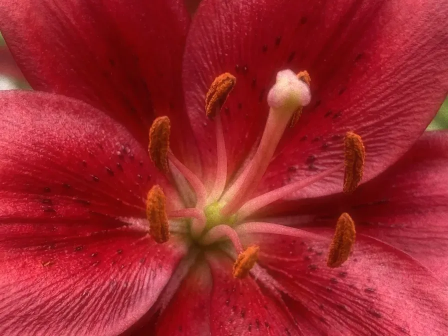 Close-up of a red lily in bloom